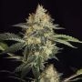 Dinachem Feminized Marijuana Strain by Dinafem Seeds For Sale Online at Cannabis Seeds Outlet
