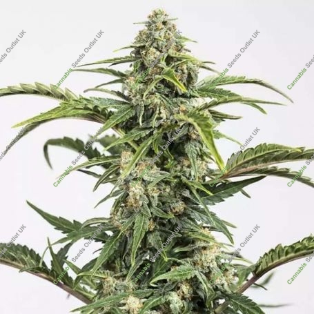 Dinamed CBD Auto Feminized Marijuana Strain by Dinafem Seeds For Sale Online at Cannabis Seeds Outlet