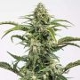 Dinamed CBD Auto Feminized Marijuana Strain by Dinafem Seeds For Sale Online at Cannabis Seeds Outlet