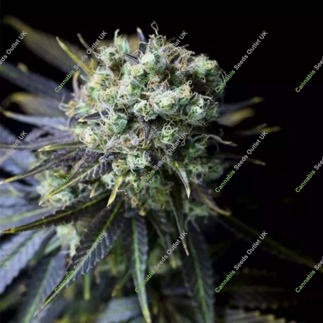 Dinamed CBD Feminized Marijuana Strain by Dinafem Seeds For Sale Online at Cannabis Seeds Outlet