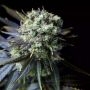 Dinamed CBD Feminized Marijuana Strain by Dinafem Seeds For Sale Online at Cannabis Seeds Outlet