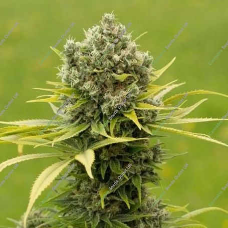 Dinamed CBD Plus Feminized Marijuana Strain by Dinafem Seeds For Sale Online at Cannabis Seeds Outlet