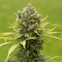 Dinamed CBD Plus Feminized Marijuana Strain by Dinafem Seeds For Sale Online at Cannabis Seeds Outlet