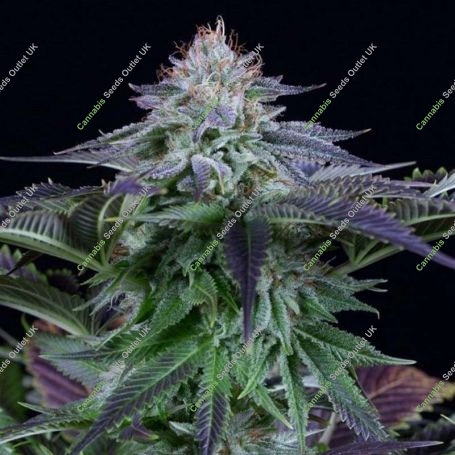Dinamed Kush CBD Auto Feminized Marijuana Strain by Dinafem Seeds For Sale Online at Cannabis Seeds Outlet