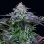 Dinamed Kush CBD Auto Feminized Marijuana Strain by Dinafem Seeds For Sale Online at Cannabis Seeds Outlet