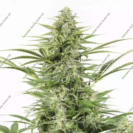 Dinamex Automatic Feminized Marijuana Strain by Dinafem Seeds For Sale Online at Cannabis Seeds Outlet