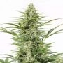 Dinamex Automatic Feminized Marijuana Strain by Dinafem Seeds For Sale Online at Cannabis Seeds Outlet