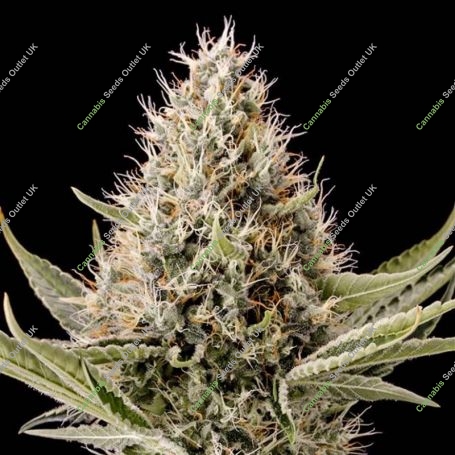 Dinamex Feminized Marijuana Strain by Dinafem Seeds For Sale Online at Cannabis Seeds Outlet