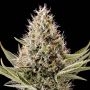 Dinamex Feminized Marijuana Strain by Dinafem Seeds For Sale Online at Cannabis Seeds Outlet