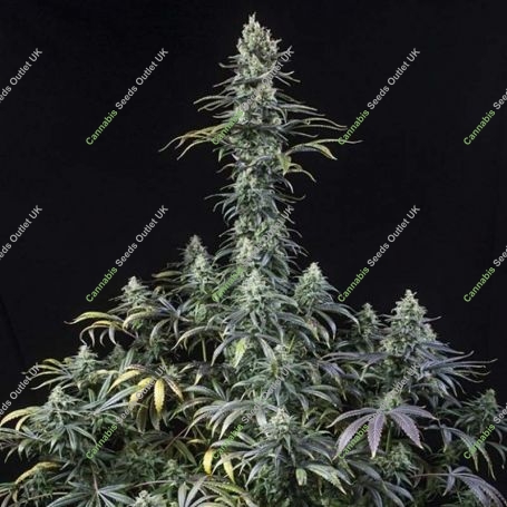 Early Amnesia CBD Feminized Marijuana Strain by Dinafem Seeds For Sale Online at Cannabis Seeds Outlet