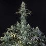 Early Amnesia CBD Feminized Marijuana Strain by Dinafem Seeds For Sale Online at Cannabis Seeds Outlet