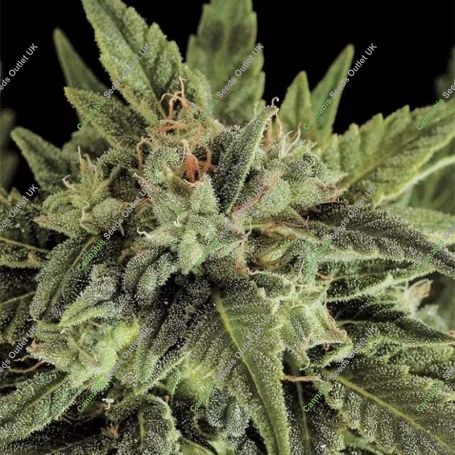 Fruit Automatic Feminized Marijuana Strain by Dinafem Seeds For Sale Online at Cannabis Seeds Outlet