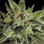 Fruit Automatic Feminized Marijuana Strain by Dinafem Seeds For Sale Online at Cannabis Seeds Outlet