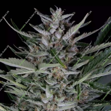 Gorilla Auto Feminized Marijuana Strain by Dinafem Seeds For Sale Online at Cannabis Seeds Outlet