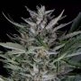 Gorilla Auto Feminized Marijuana Strain by Dinafem Seeds For Sale Online at Cannabis Seeds Outlet