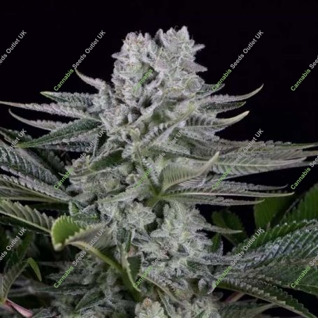 Gorilla CBD Feminized Marijuana Strain by Dinafem Seeds For Sale Online at Cannabis Seeds Outlet