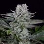 Gorilla CBD Feminized Marijuana Strain by Dinafem Seeds For Sale Online at Cannabis Seeds Outlet