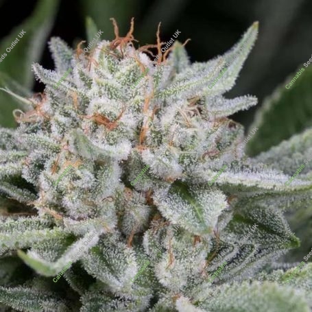 Gorilla Feminized Marijuana Strain by Dinafem Seeds For Sale Online at Cannabis Seeds Outlet
