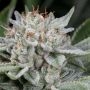 Gorilla Feminized Marijuana Strain by Dinafem Seeds For Sale Online at Cannabis Seeds Outlet