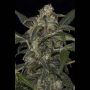 Haze 2.0 Auto Female Dinafem Cannabis Seeds