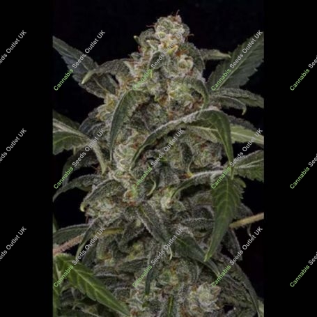 Haze 2.0 Auto Feminized Marijuana Strain by Dinafem Seeds For Sale Online at Cannabis Seeds Outlet