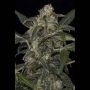 Haze 2.0 Auto Feminized Marijuana Strain by Dinafem Seeds For Sale Online at Cannabis Seeds Outlet