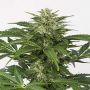 Haze Auto CBD Female Dinafem Cannabis Seeds