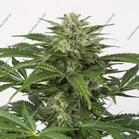 Haze Auto CBD Feminized Marijuana Strain by Dinafem Seeds For Sale Online at Cannabis Seeds Outlet