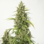 Haze XXL Auto Female Dinafem Cannabis Seeds