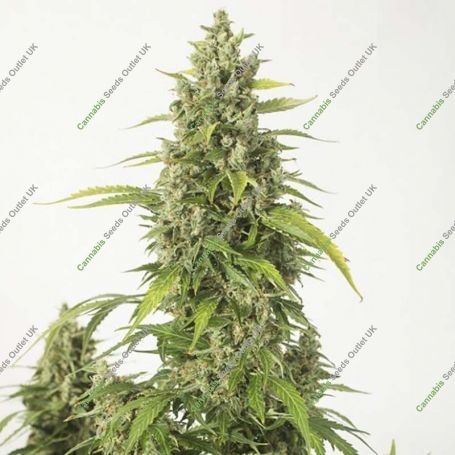 Haze XXL Auto Feminized Marijuana Strain by Dinafem Seeds For Sale Online at Cannabis Seeds Outlet