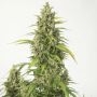 Haze XXL Auto Feminized Marijuana Strain by Dinafem Seeds For Sale Online at Cannabis Seeds Outlet