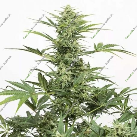 Industrial Plant Auto CBD Feminized Marijuana Strain by Dinafem Seeds For Sale Online at Cannabis Seeds Outlet