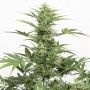 Industrial Plant Auto CBD Feminized Marijuana Strain by Dinafem Seeds For Sale Online at Cannabis Seeds Outlet
