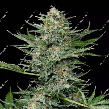 Industrial Plant Feminized Marijuana Strain by Dinafem Seeds For Sale Online at Cannabis Seeds Outlet