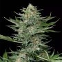 Industrial Plant Feminized Marijuana Strain by Dinafem Seeds For Sale Online at Cannabis Seeds Outlet