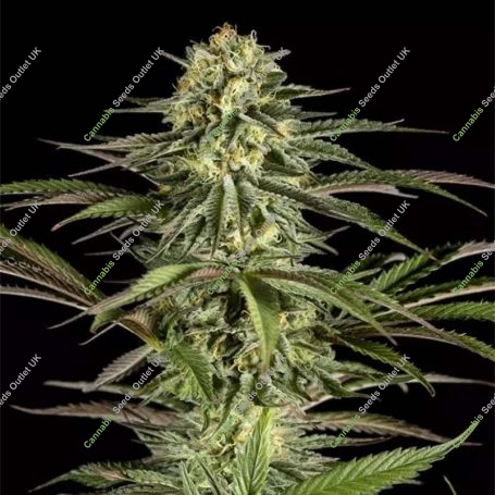 Kush n Cheese Feminized Marijuana Strain by Dinafem Seeds For Sale Online at Cannabis Seeds Outlet
