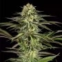 Kush n Cheese Feminized Marijuana Strain by Dinafem Seeds For Sale Online at Cannabis Seeds Outlet