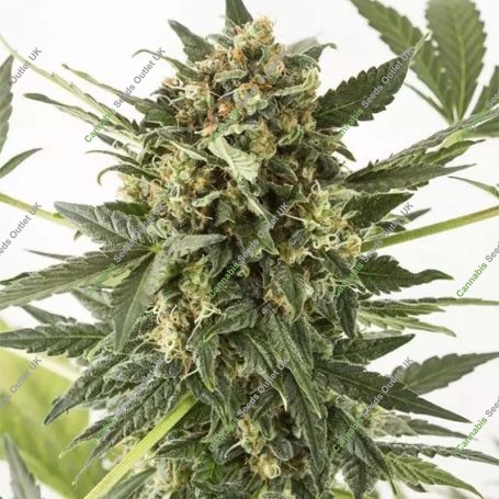 Kush n Cheese Auto Feminized Marijuana Strain by Dinafem Seeds For Sale Online at Cannabis Seeds Outlet