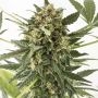 Kush n Cheese Auto Feminized Marijuana Strain by Dinafem Seeds For Sale Online at Cannabis Seeds Outlet