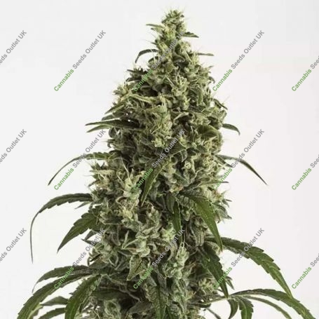 Moby Dick no.2 Auto Feminized Marijuana Strain by Dinafem Seeds For Sale Online at Cannabis Seeds Outlet