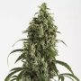Moby Dick no.2 Auto Feminized Marijuana Strain by Dinafem Seeds For Sale Online at Cannabis Seeds Outlet