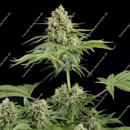 Moby Dick Feminized Marijuana Strain by Dinafem Seeds For Sale Online at Cannabis Seeds Outlet