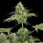 Moby Dick Feminized Marijuana Strain by Dinafem Seeds For Sale Online at Cannabis Seeds Outlet