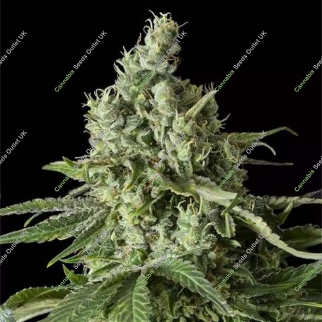 Moby Dick CBD Feminized Marijuana Strain by Dinafem Seeds For Sale Online at Cannabis Seeds Outlet