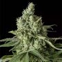 Moby Dick CBD Feminized Marijuana Strain by Dinafem Seeds For Sale Online at Cannabis Seeds Outlet