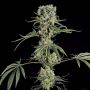 Moby Dick No.2 Female Dinafem Cannabis Seeds
