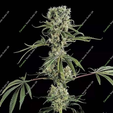 Moby Dick No.2 Feminized Marijuana Strain by Dinafem Seeds For Sale Online at Cannabis Seeds Outlet