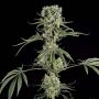 Moby Dick No.2 Feminized Marijuana Strain by Dinafem Seeds For Sale Online at Cannabis Seeds Outlet