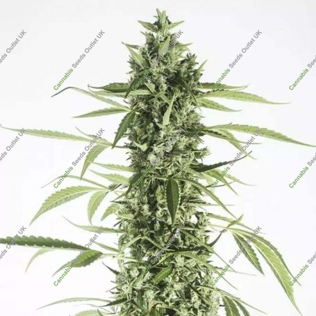 Moby Dick XXL Auto Feminized Marijuana Strain by Dinafem Seeds For Sale Online at Cannabis Seeds Outlet