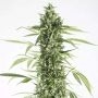 Moby Dick XXL Auto Feminized Marijuana Strain by Dinafem Seeds For Sale Online at Cannabis Seeds Outlet